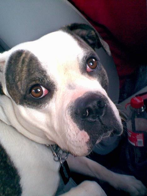 Amerikansk bulldog Missy billede 3