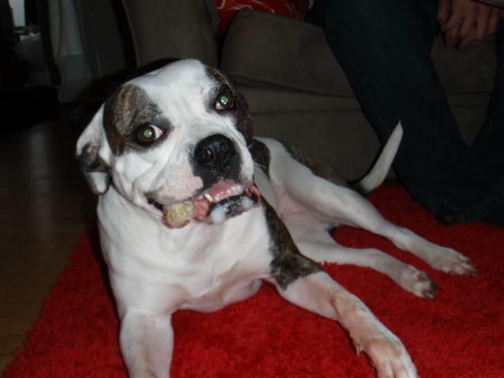 Amerikansk bulldog Missy billede 4