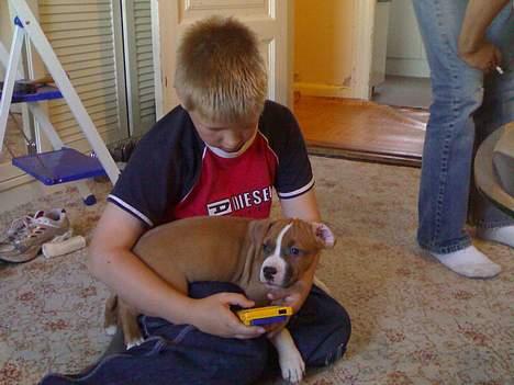 Amerikansk staffordshire terrier chico billede 6