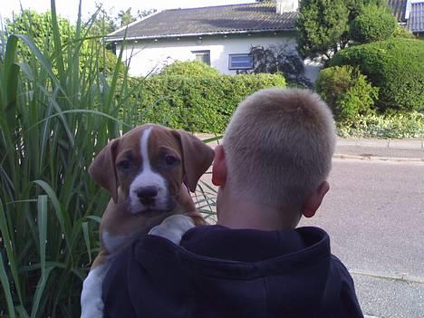 Amerikansk staffordshire terrier chico - hvor skal jeg nu hend billede 7