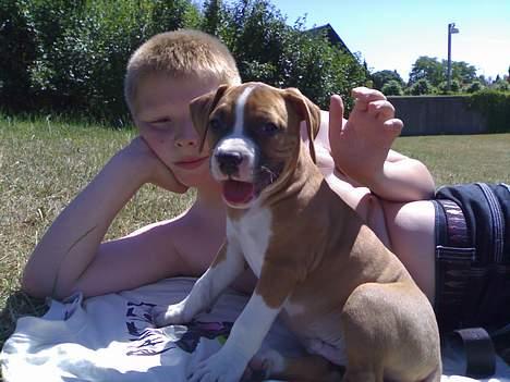 Amerikansk staffordshire terrier chico - det er bare så dajligt at legje billede 8