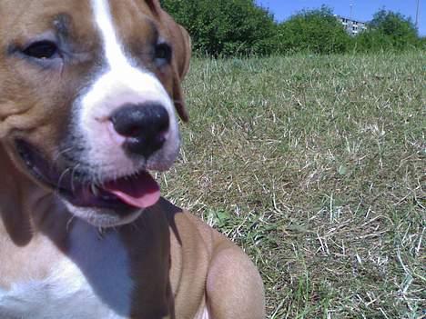 Amerikansk staffordshire terrier chico billede 9