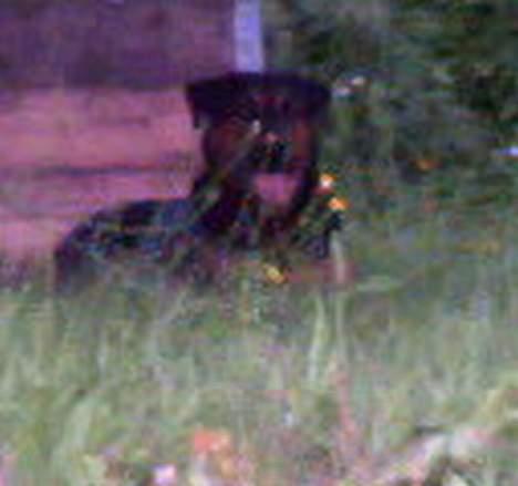 Blanding af racer zarzu - ligger lige og nyder vejret billede 4