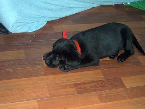Labrador retriever Tilde *SOLGT* billede 2