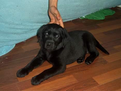 Labrador retriever Tilde *SOLGT* billede 3