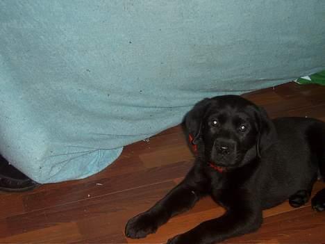 Labrador retriever Tilde *SOLGT* billede 5
