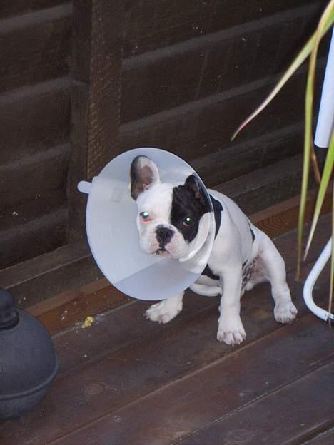 Fransk bulldog Joker - Joker været hos lægen.Fået ordnet sit øje.S.Har spurgt om der var lys ipæren.G billede 12