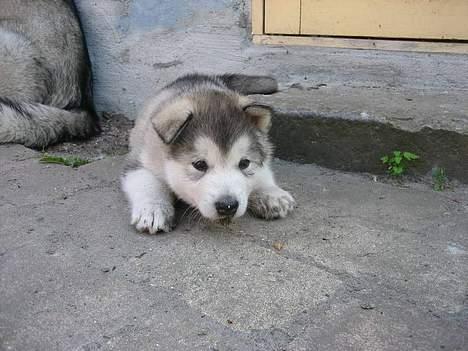 Alaskan malamute Mikkelsborgs Kido Aslan - Årh der er en myre! billede 1