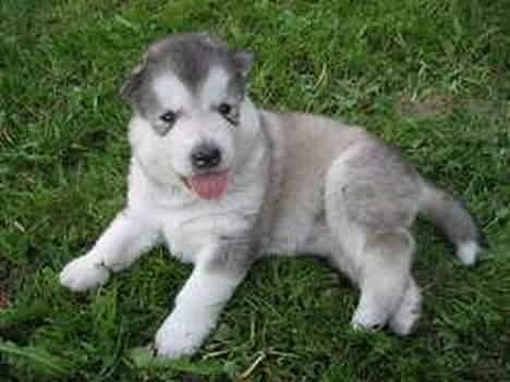 Alaskan malamute Mikkelsborgs Kido Aslan - Heeeej billede 2