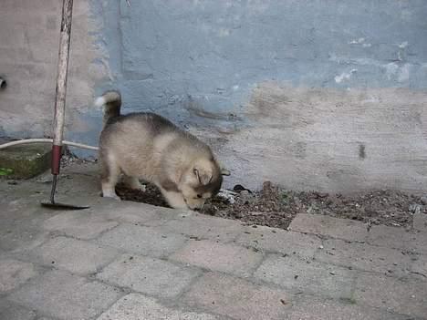 Alaskan malamute Mikkelsborgs Kido Aslan - Jeg graver lige et lille hul mens ingen kigger billede 3