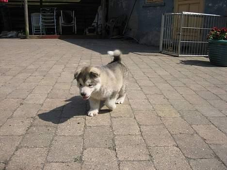 Alaskan malamute Mikkelsborgs Kido Aslan - Fuld fart frem billede 4