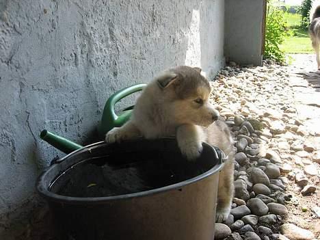 Alaskan malamute Mikkelsborgs Kido Aslan - nu gør jeg ligesom far, jeg kan også drikke a den store spand billede 5