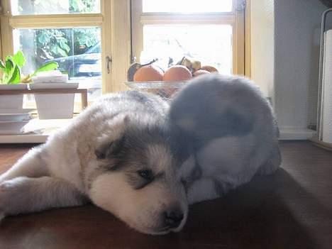 Alaskan malamute Mikkelsborgs Kido Aslan - Det klør... ihhh  billede 6