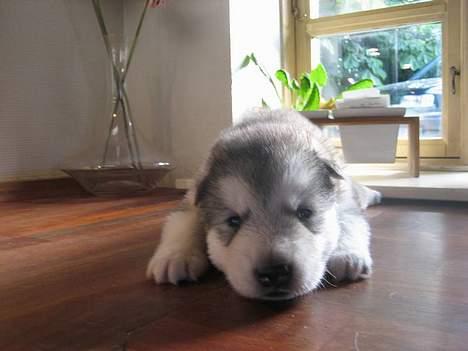 Alaskan malamute Mikkelsborgs Kido Aslan - Zzzzz billede 7