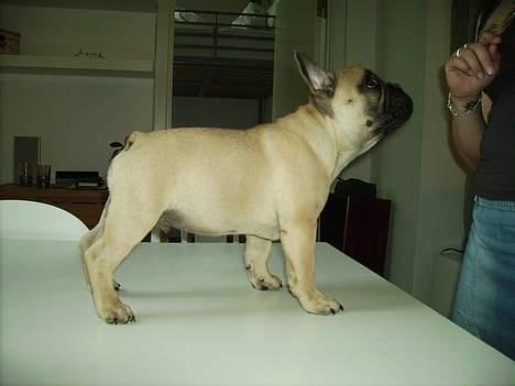 Fransk bulldog Oscar i daglig tale - Står jeg ikke flot? billede 5