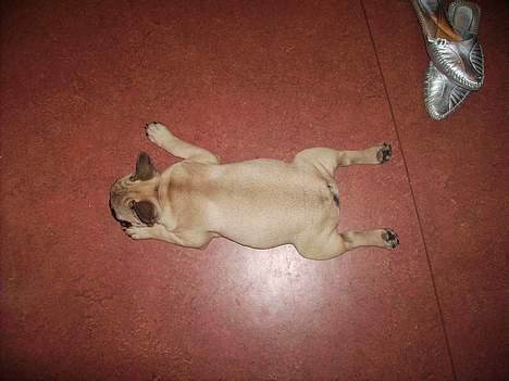 Fransk bulldog Oscar i daglig tale - Jeg er blevet til en grillkylling billede 6