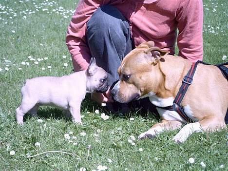 Fransk bulldog Oscar i daglig tale - Selvom du er en Amstaff, Ozzy, skal du ikke tro, at jeg er bange for dig! billede 7