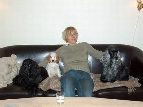 Cocker spaniel Beauty - Hyggestund i sofaen... Skal vi ikke se Lady og Vagabonden billede 2