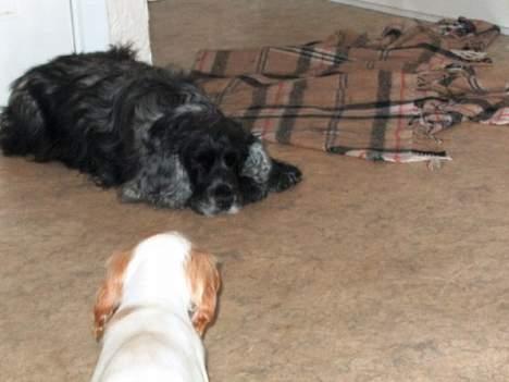 Cocker spaniel Beauty - Vil du ikke lege?? billede 3