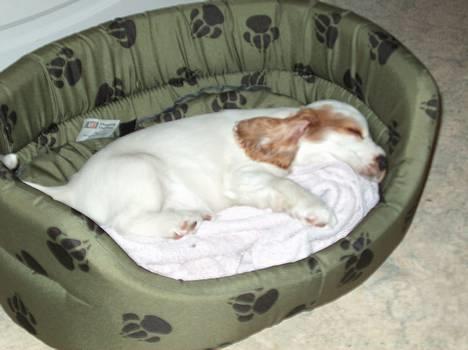 Cocker spaniel Beauty - Jeg ligger lige og tænker!! billede 4