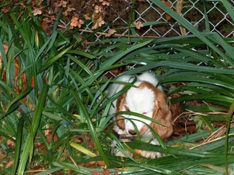 Cocker spaniel Beauty - Du kan ikke finde mig billede 5
