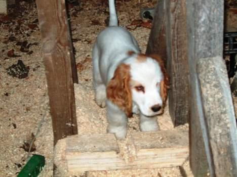 Cocker spaniel Beauty - Jeg er i tømrerlære billede 6