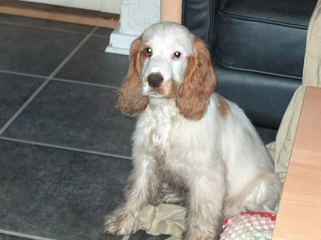 Cocker spaniel Beauty - Nej jeg er ikke snavset bare vent og se... hvor slemt det kan blive billede 7