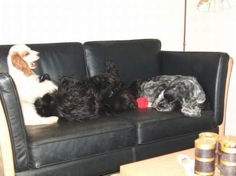 Cocker spaniel Beauty - Hihihi... Det er sjovt billede 10