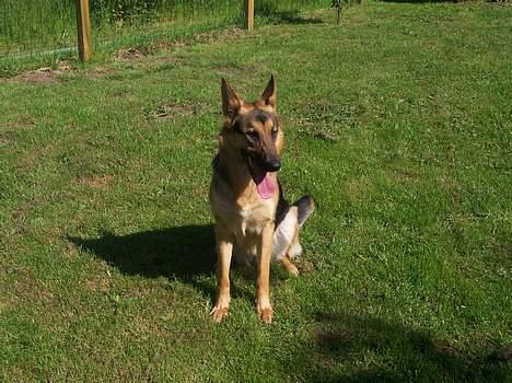 Blanding af racer chika billede 12