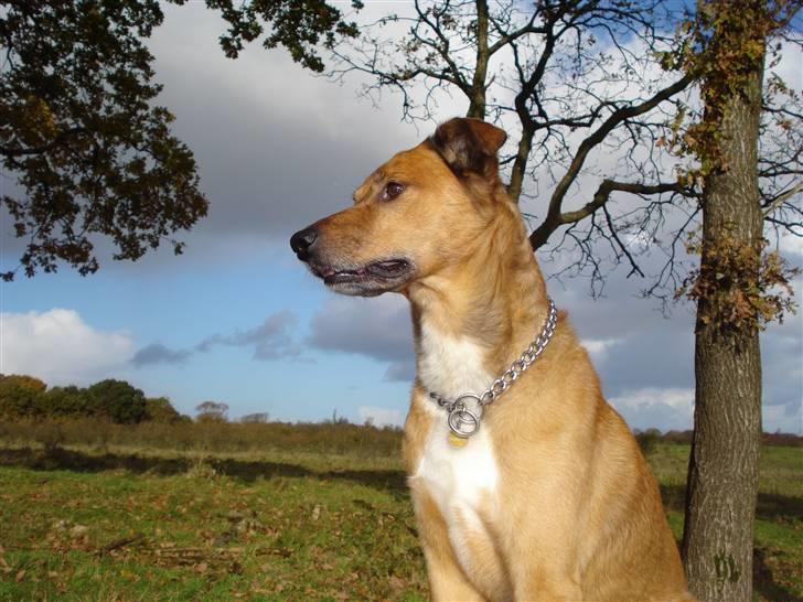 Blanding af racer Vabbe - Nyt D.27/10-08 billede 1