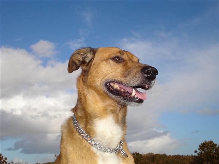 Blanding af racer Vabbe billede 2