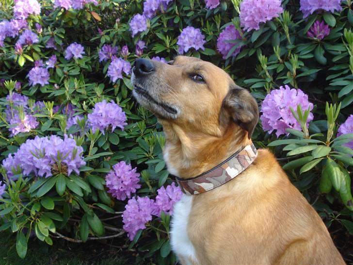 Blanding af racer Vabbe - sommer 2010 billede 3