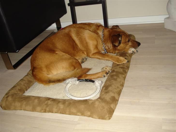 Blanding af racer Vabbe billede 4