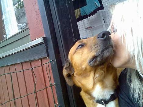 Blanding af racer Vabbe billede 5