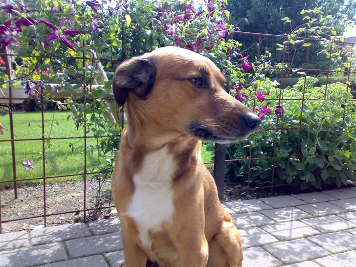 Blanding af racer Vabbe - D. 20/5-07 billede 6