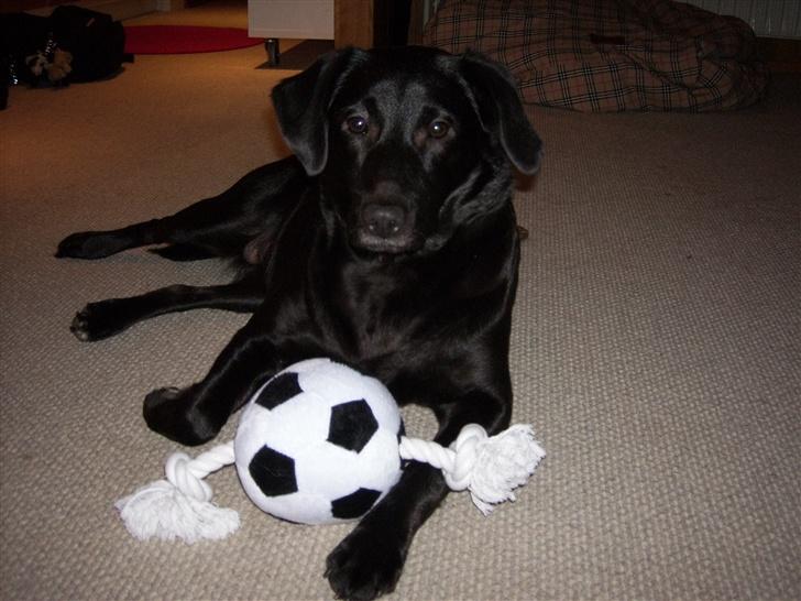 Blanding af racer Tessie - Tessie <333 billede 1