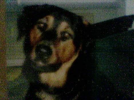 Blanding af racer zarzu billede 5