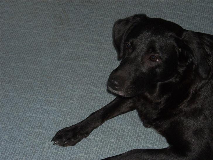 Blanding af racer Tessie - Hmm, er lidt træt billede 2