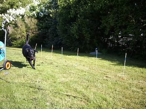 Blanding af racer Tessie - agillity i haven . Det er sjovt . hehe - billede 3