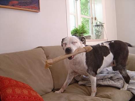 Blanding af racer Zenith - Død 1. juni 2007 - Mmmmmmm .... æææælsker tyggeben ;) billede 12