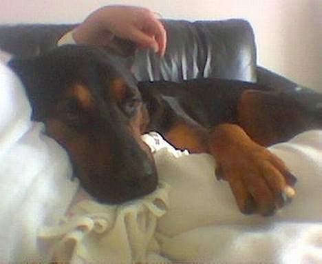 Blanding af racer zarzu billede 8