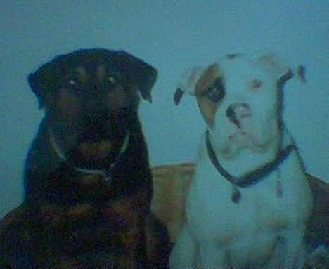 Blanding af racer zarzu - Det er min allerbedste legekammerat, som desværre forlod os for hundehimlen:-( billede 9