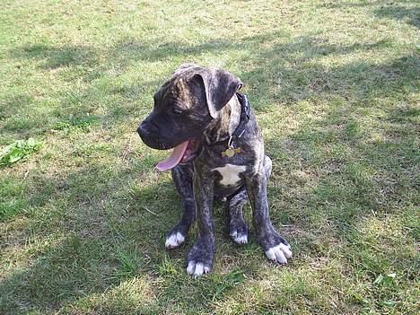 Blanding af racer Taco - Nej altså det er hårdt med alt den friske luft. billede 2