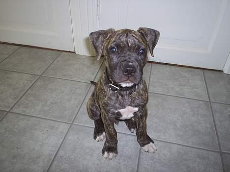 Blanding af racer Taco - Jeg vil altså gerne lege med dig far billede 3