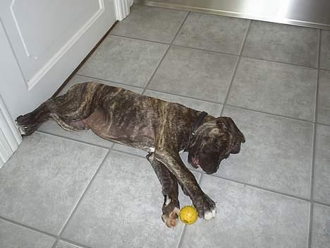 Blanding af racer Taco - Nå men så må jeg lege selv billede 4