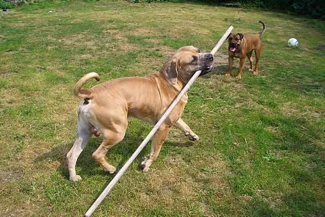 Boerboel Balder billede 20