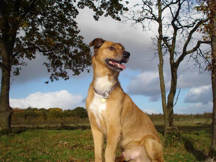 Blanding af racer Vabbe billede 7