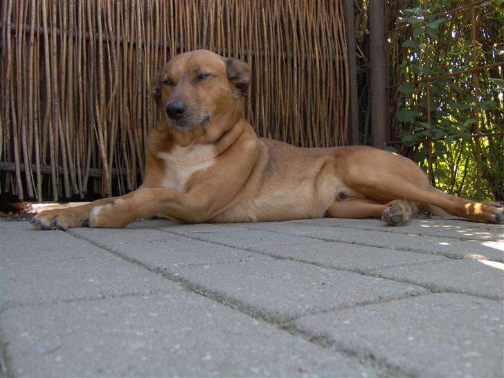 Blanding af racer Vabbe billede 8