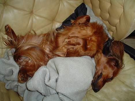 Dværggravhund Sille billede 10