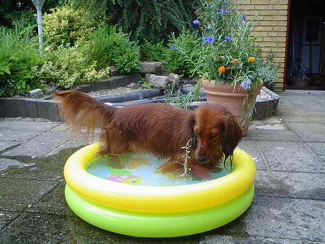 Dværggravhund Sille billede 11